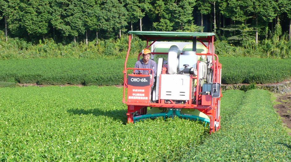当前采茶机械发展现状如何?主要存在的问题是什么?