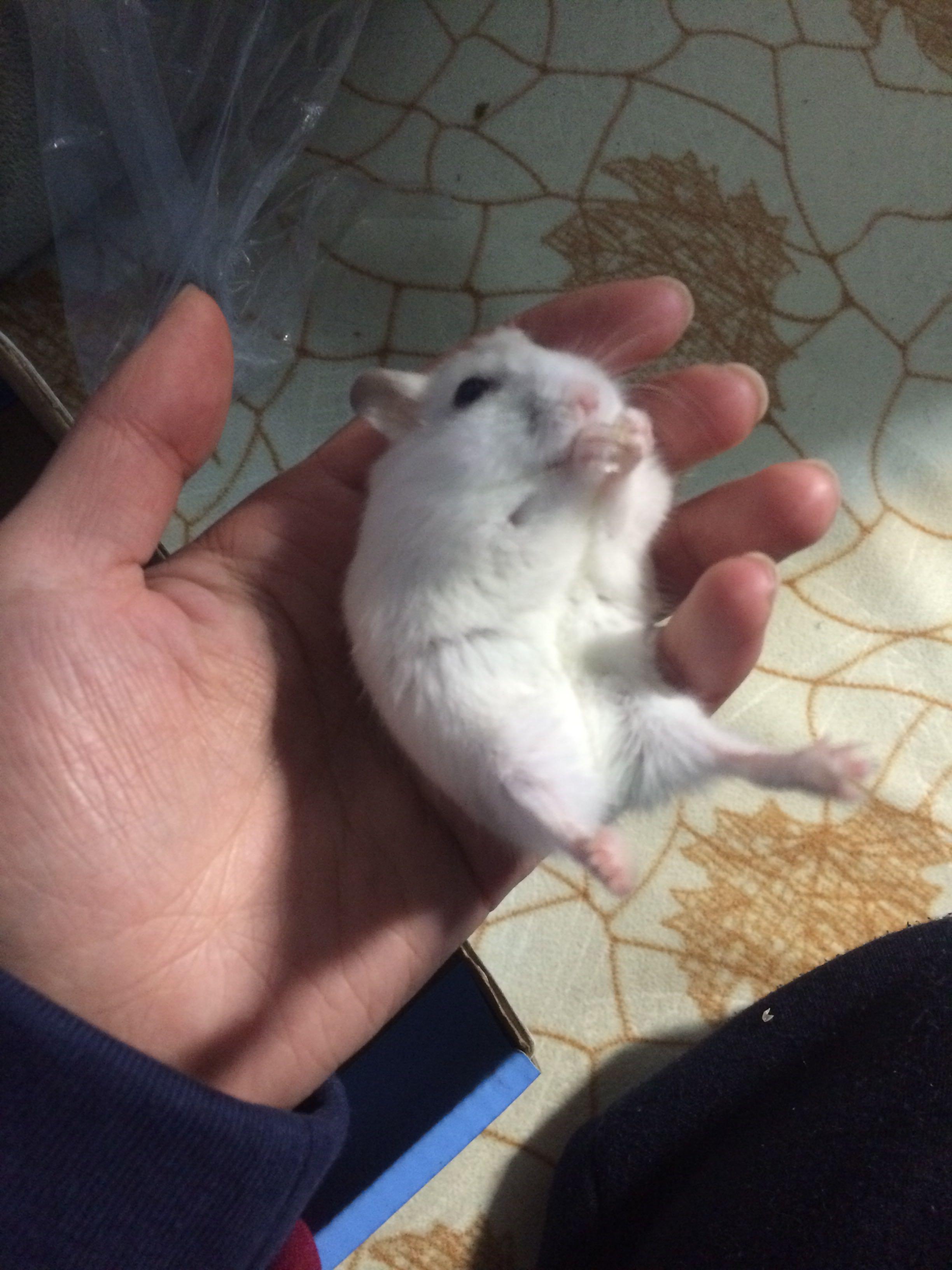 仓鼠眼中的人类世界是什么样的? - 知乎