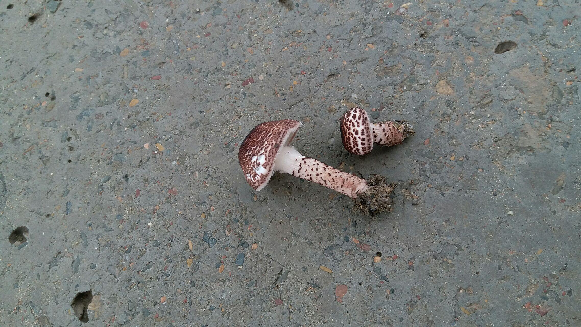 看到了几个蘑菇,有没有人能告诉我这是什么品