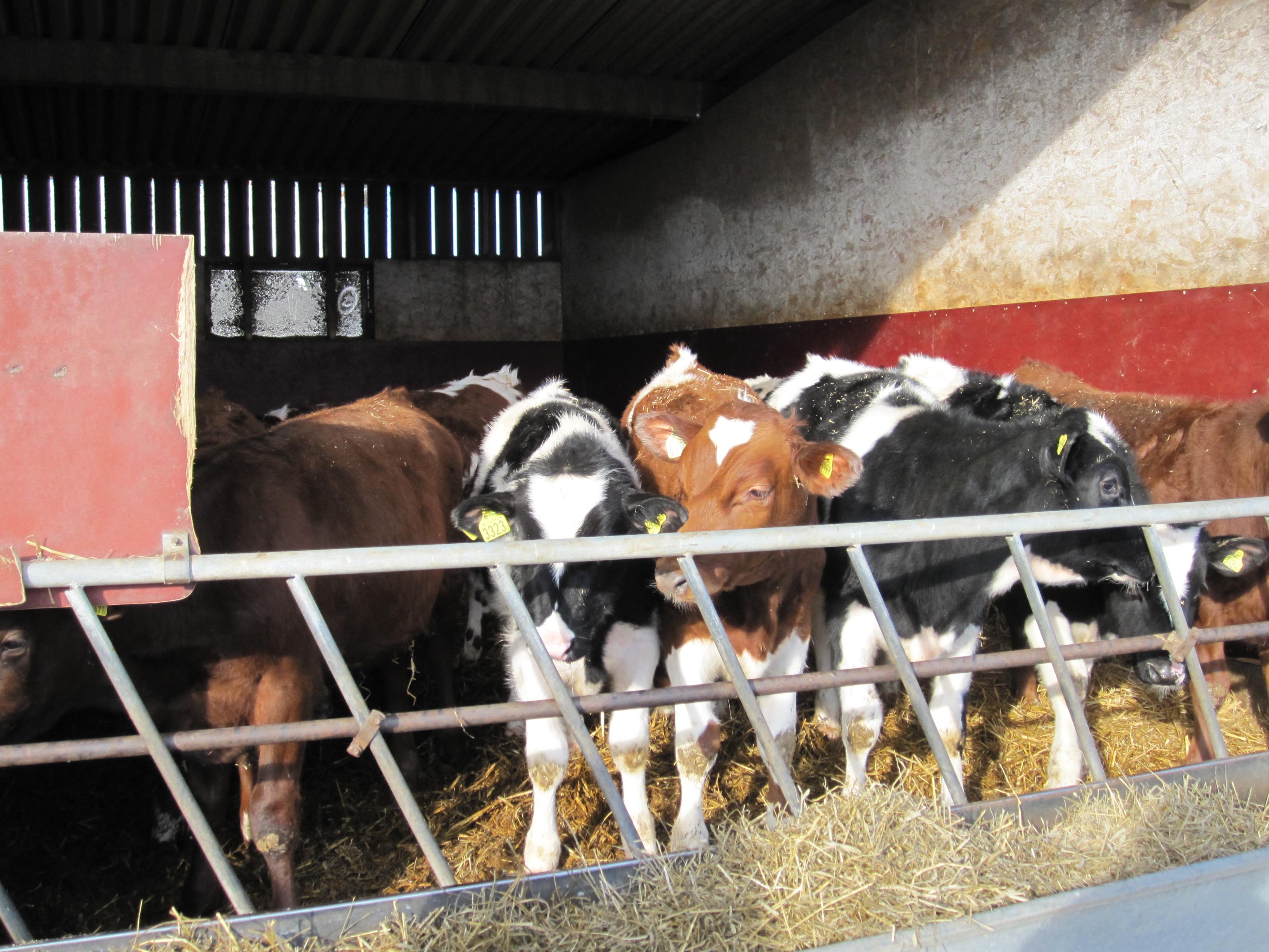 公奶牛都在干嘛? - 知乎