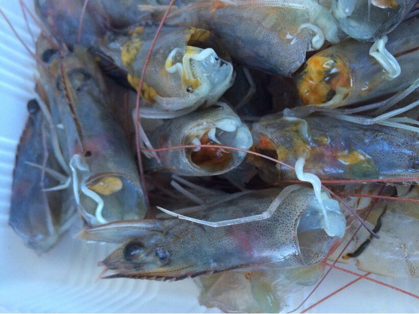 虾头有白色线状物疑似寄生虫求辨别