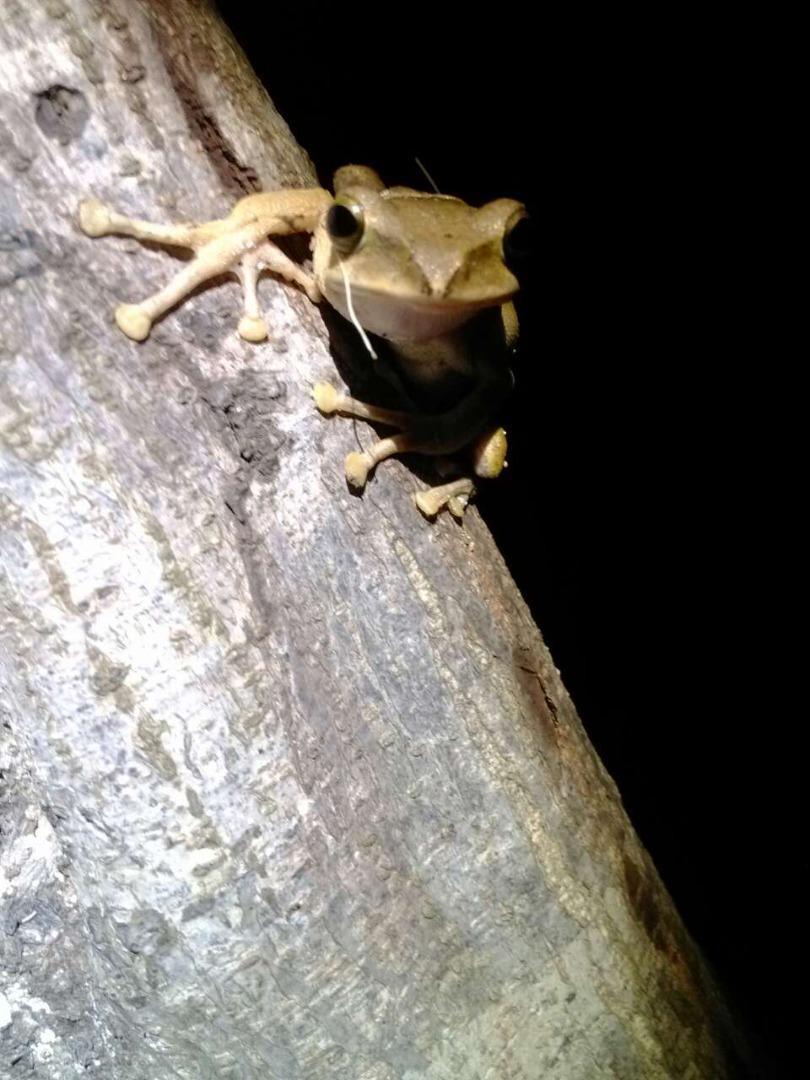 认蛤#斑腿泛树蛙