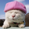 大亮猫