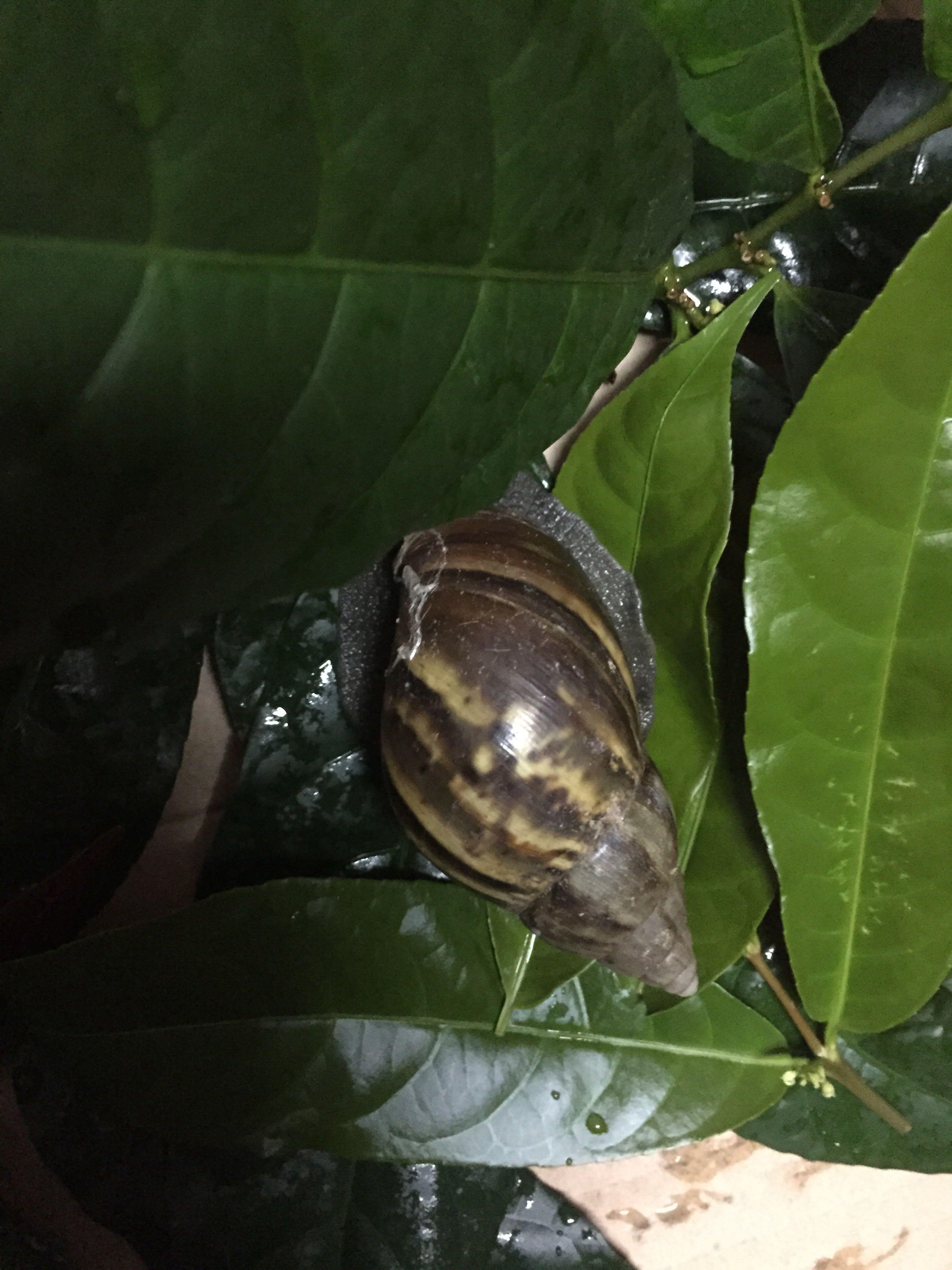 这是什么蜗牛?这货有没有毒?吃什么.