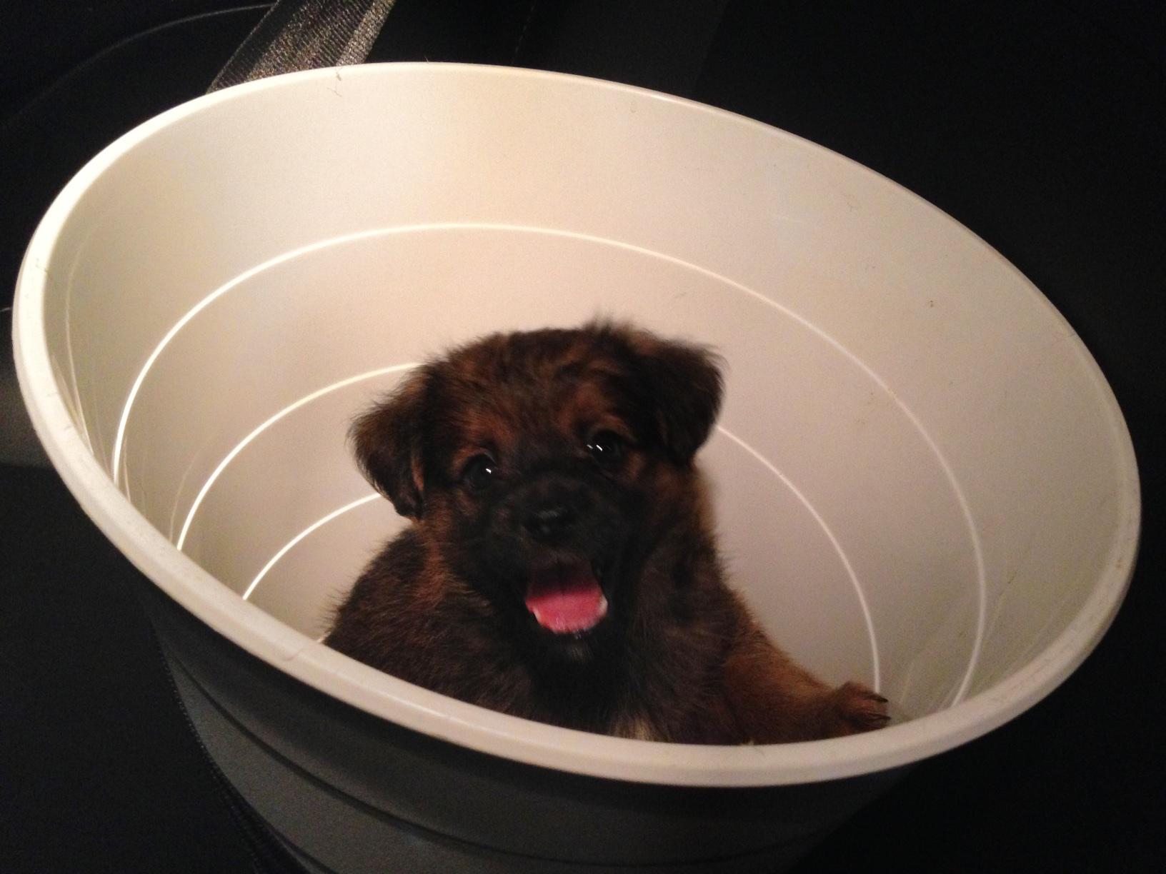 家里刚收一只小土狗,一个月。为啥这小东西老