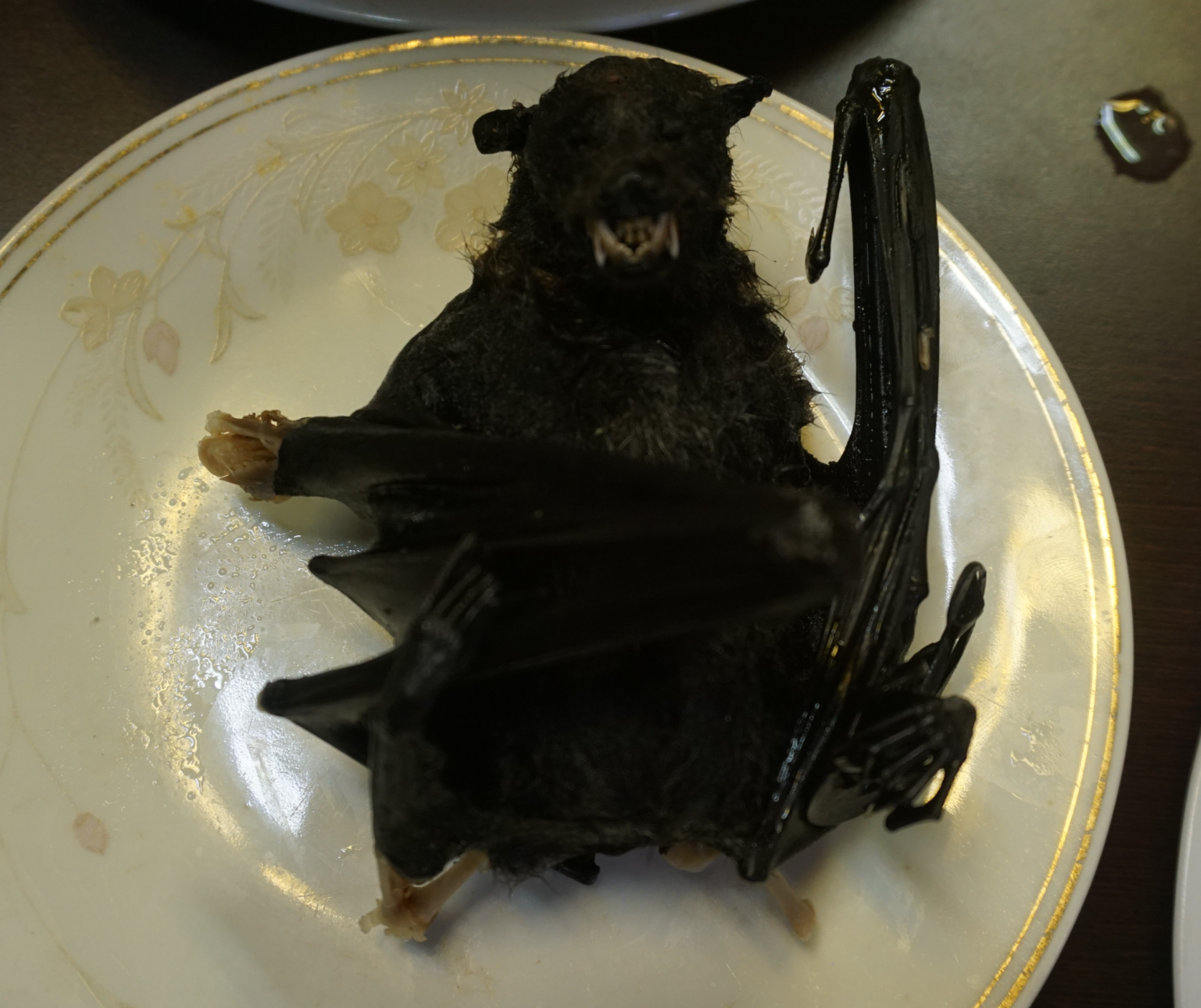 吃蝙蝠是怎样一种体验? - 知乎