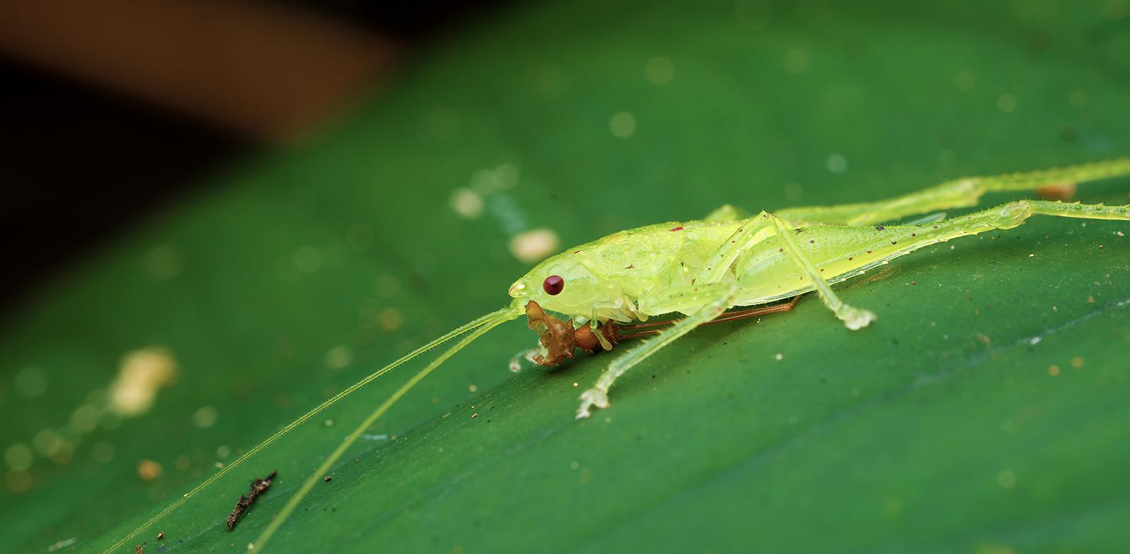 一个人的中美雨林探秘第三期 - 知乎