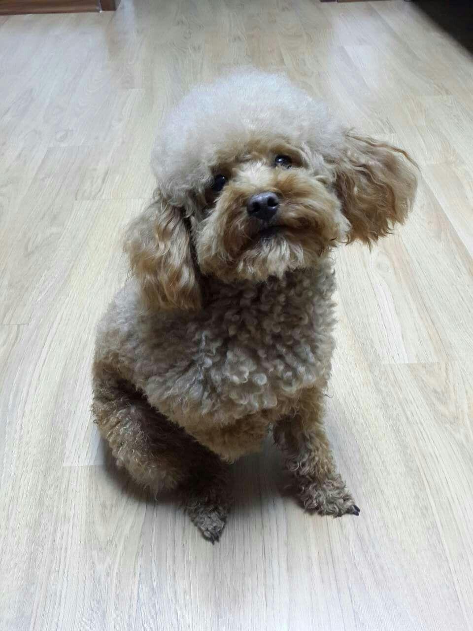 狗是怎么理解离别的? - 小刘刘的回答