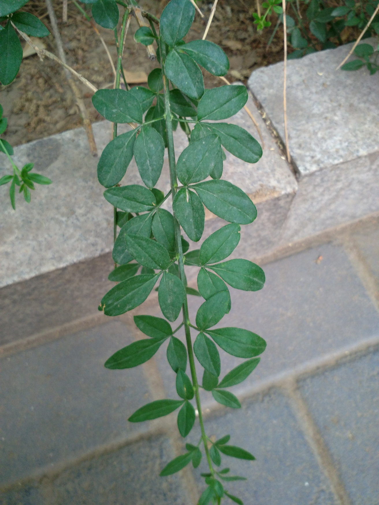 请问连翘和迎春哪个是三小叶植物三小叶和三出复叶的意思相同吗