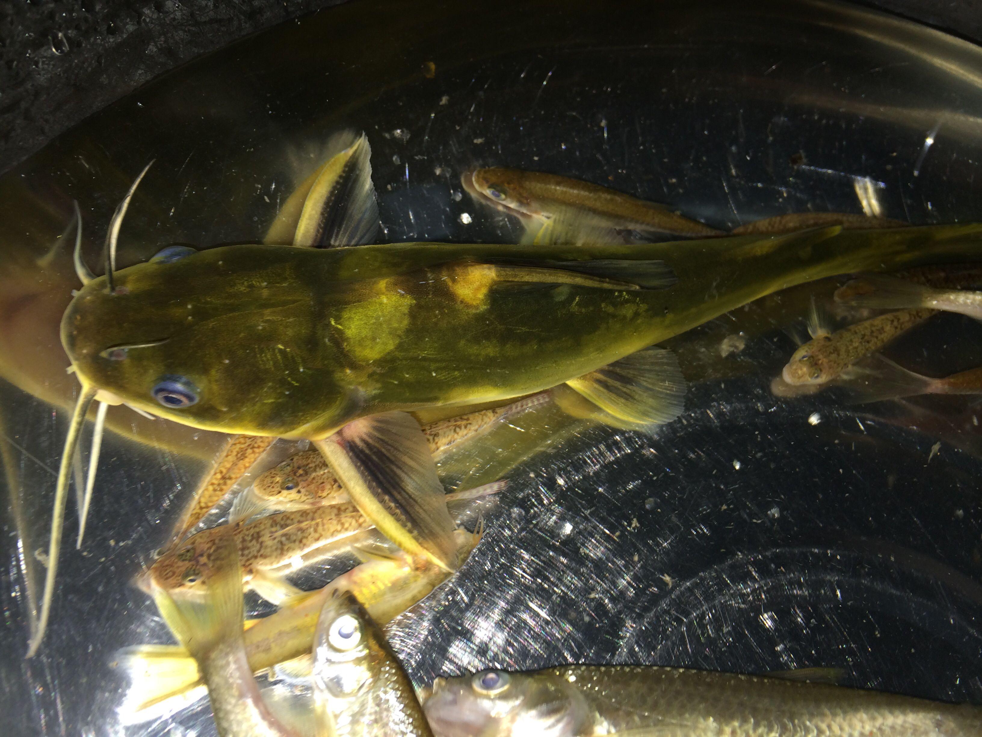 黄鸭叫是一种怎样的鱼类