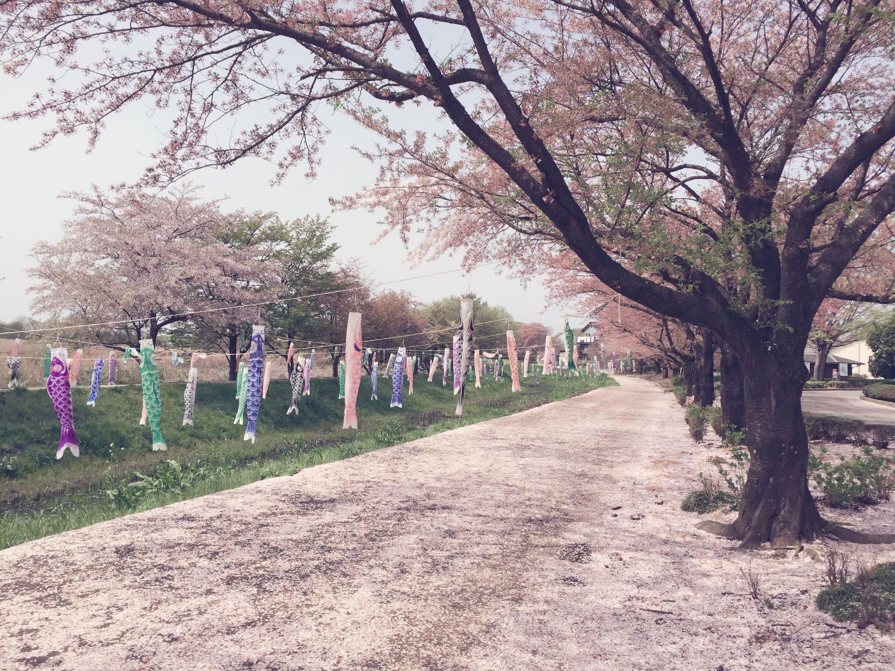 去日本留学深造还是去日本工作?(IT业) - 曹一楠