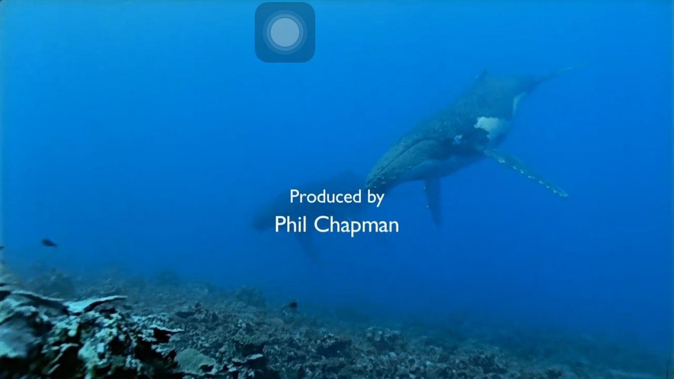 有没有人能来科普一下鲸鱼的种类，最好有图？ - 喵鱼酱的回答- 知乎