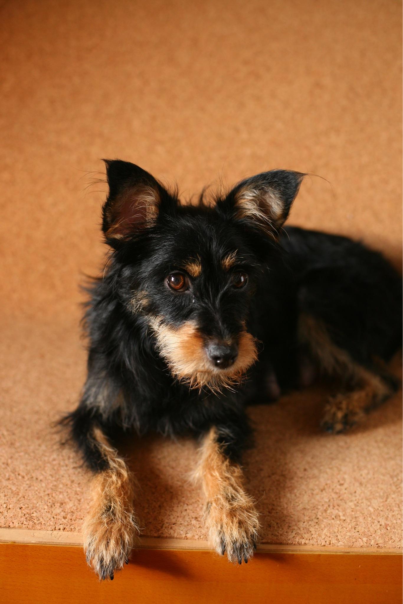 一直想知道黑白毛色的串串狗眉白胸前白四脚白是什么品种的血统