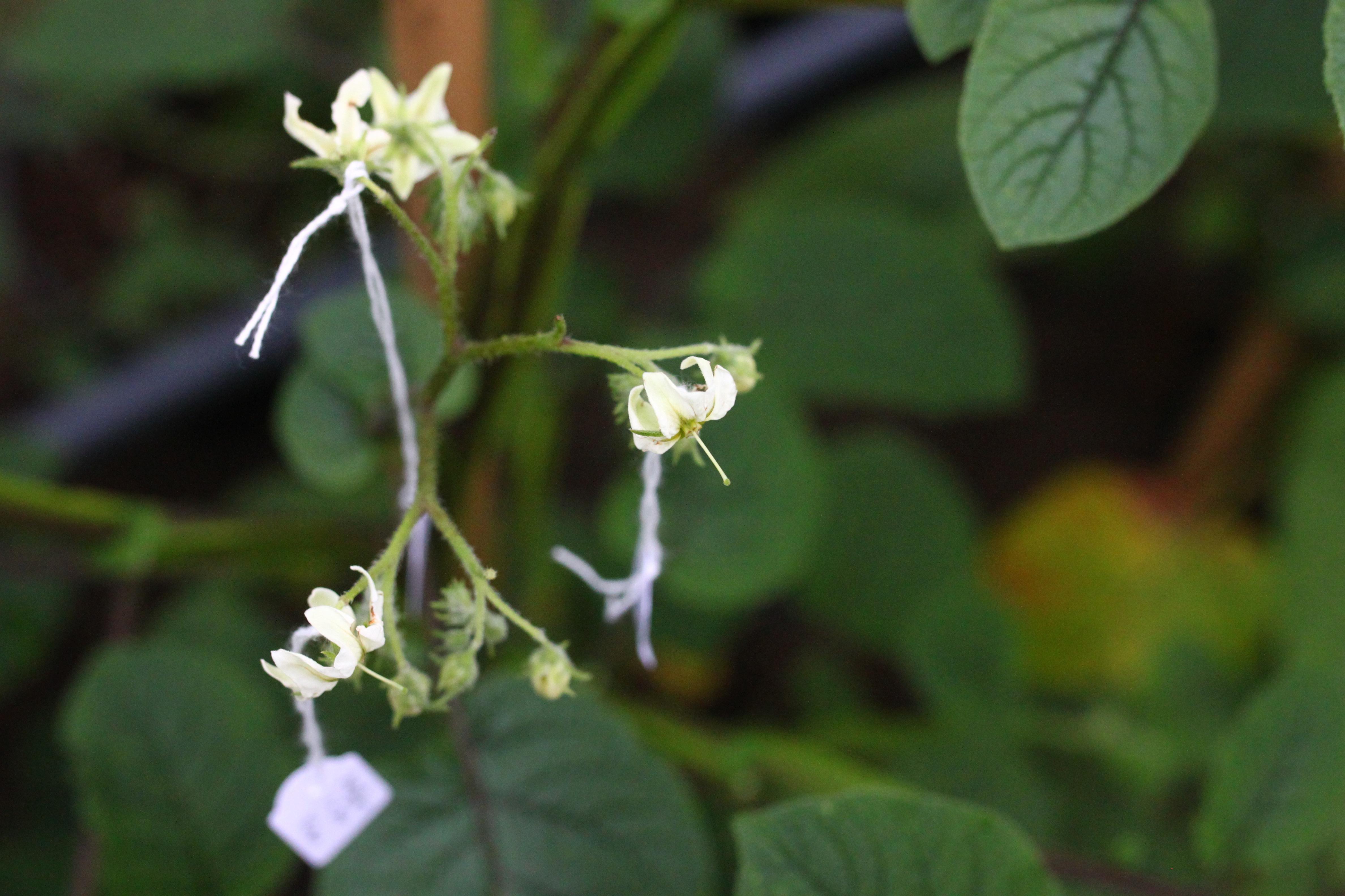 拿镊子把花苞打开,在雄蕊成熟前拿镊子去掉,英文单词叫emasculate, "