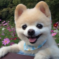 Zhihu profile picture for @rooms