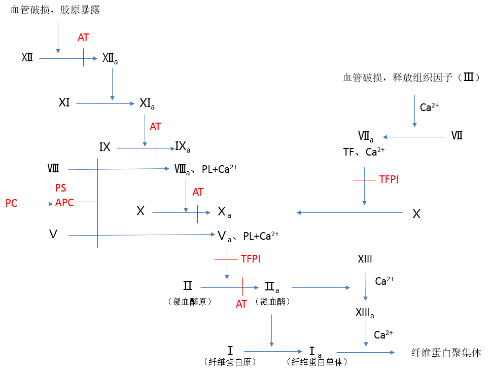 人体凝血是怎么触发的? - 知乎