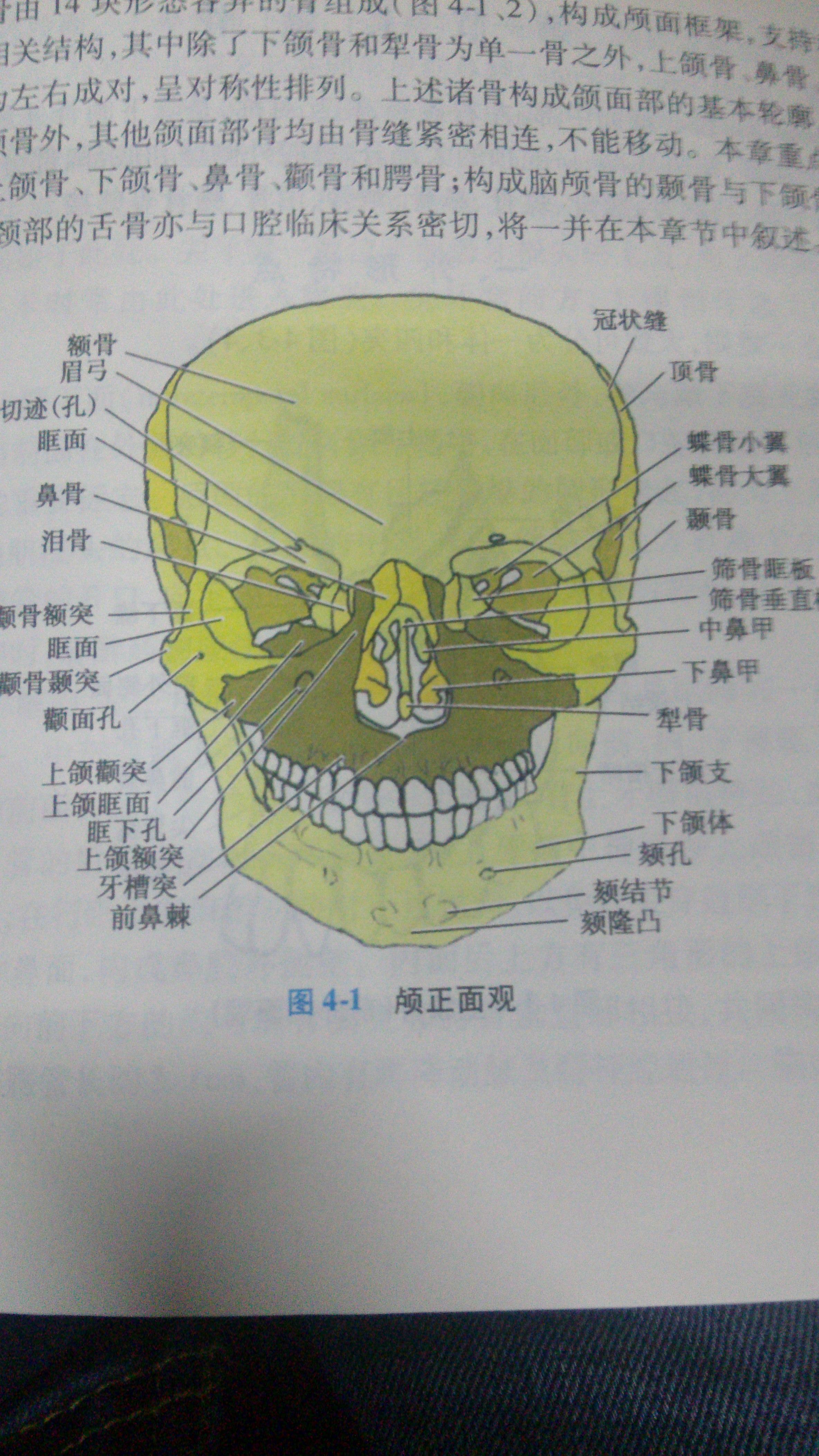 颏孔和下颌孔图片