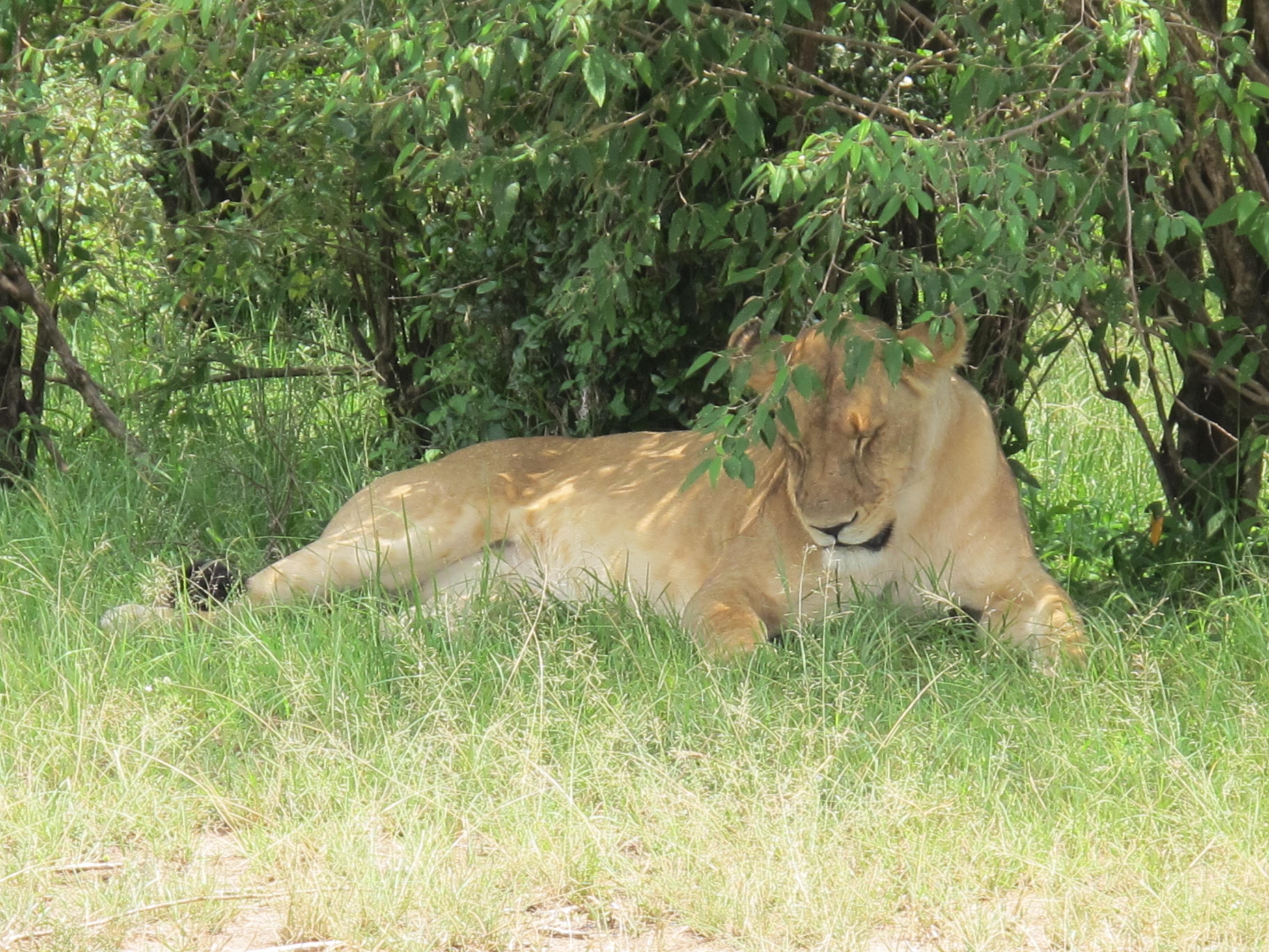 到非洲旅行带 8 岁小朋友同行有哪些需要注意的事项?