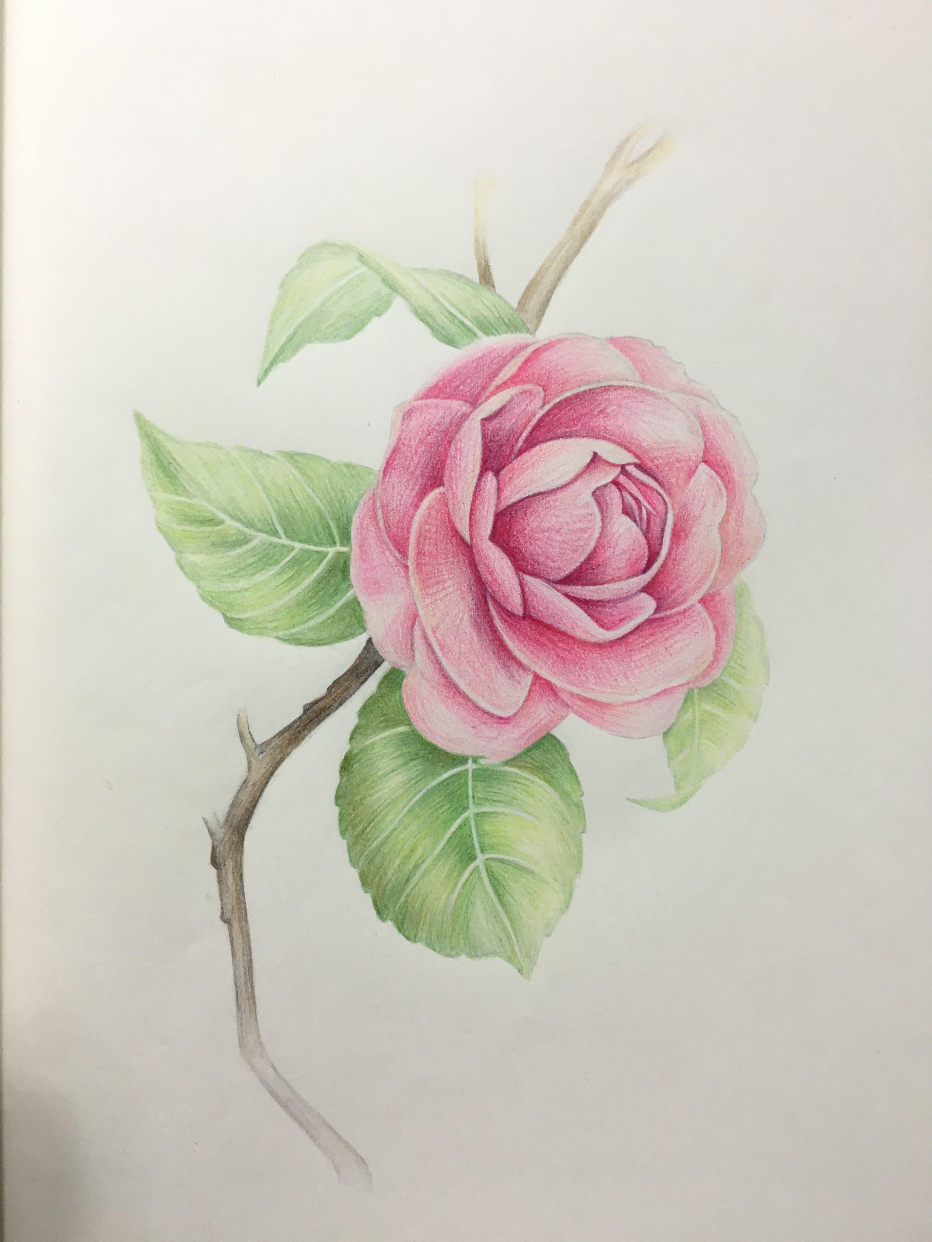 水溶性彩铅绘画如何入门求推荐相关入门级画笔以及零基础学习书籍及