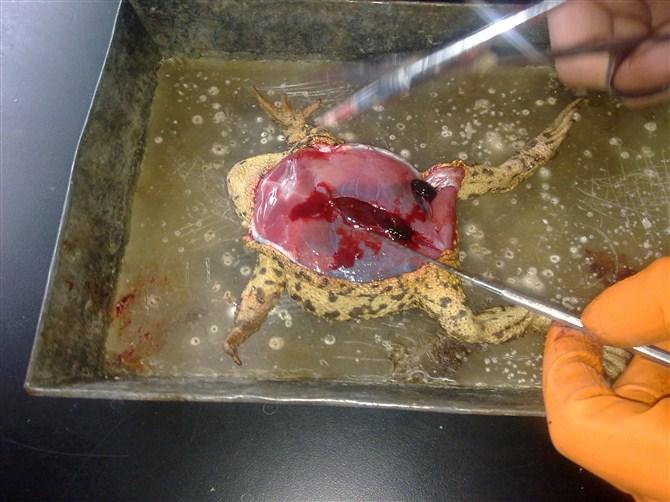 解剖蛤蟆是一种什么样的体验? - 知乎