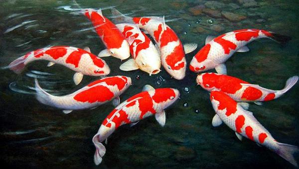 在西晋时代就有饲养红鲤鱼作为观赏鱼的记载,而且诞生了锦鲤一词,在