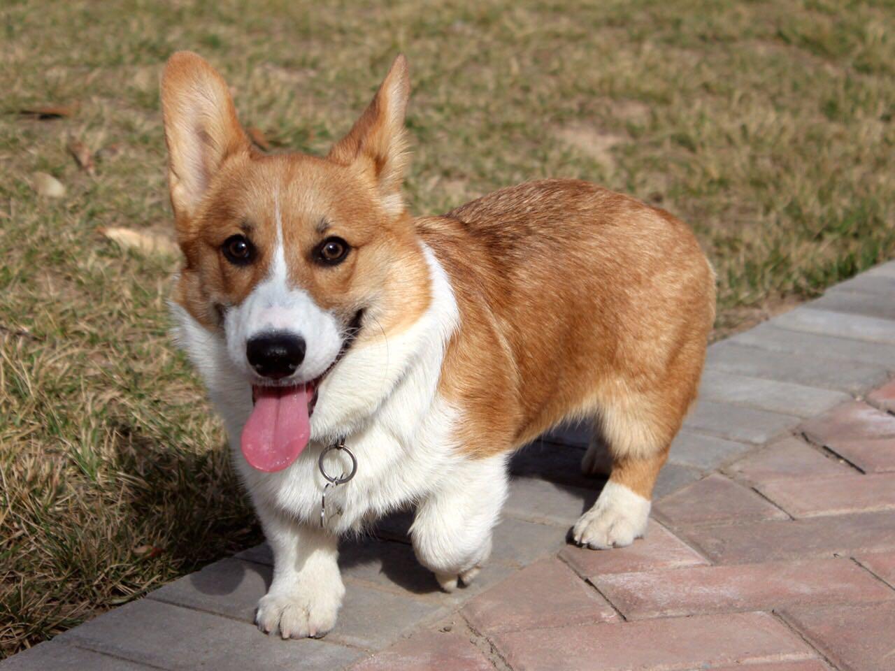 养一只柯基是怎样的体验