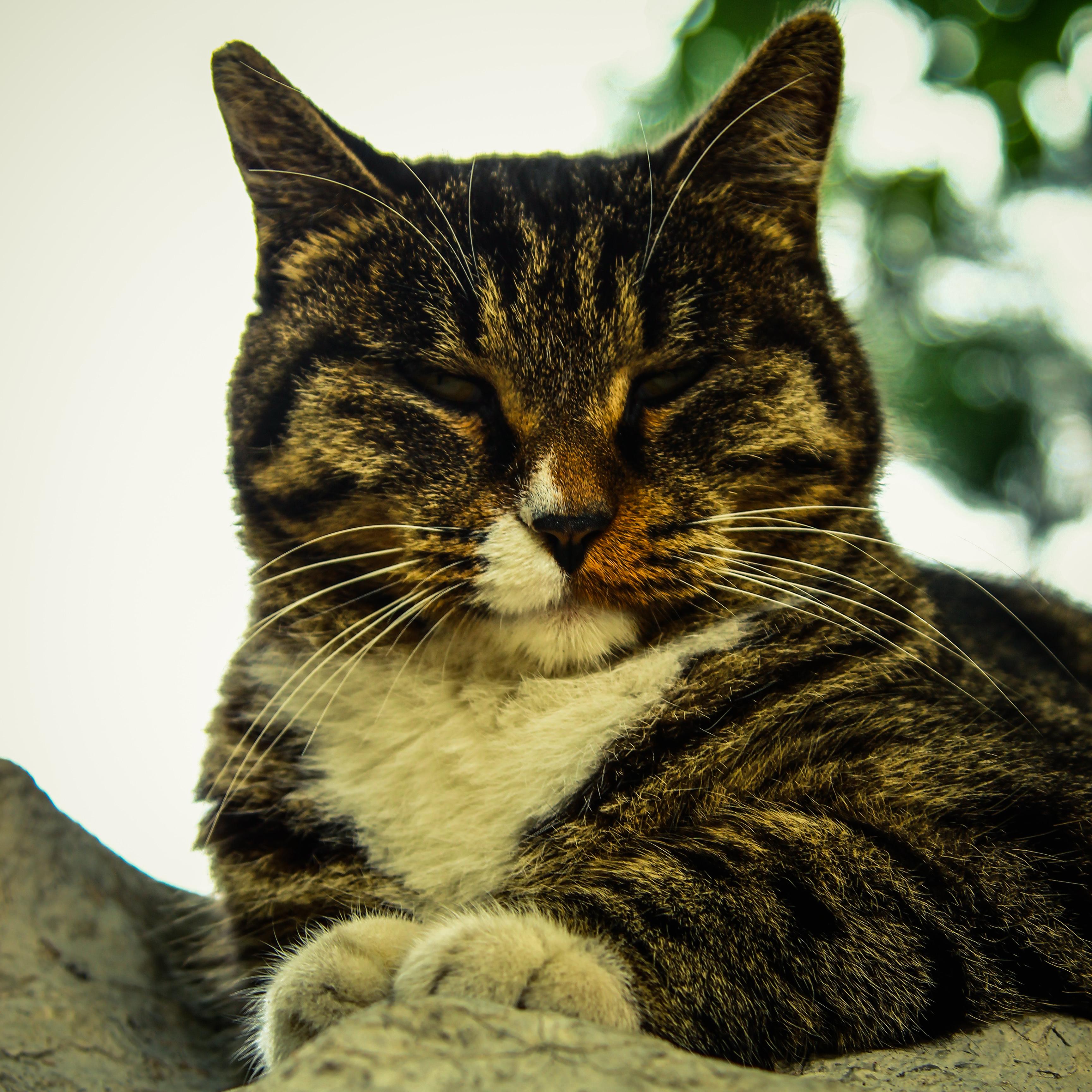 我家小喵3个月了,每天发疯一样的跑啊跳,抓啊咬,不分昼夜.怎么治?