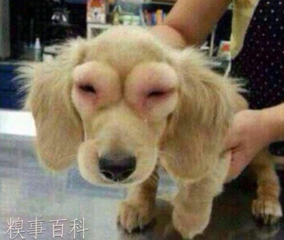 被蜜蜂蜇是什么体验? - 巴拉拉的回答