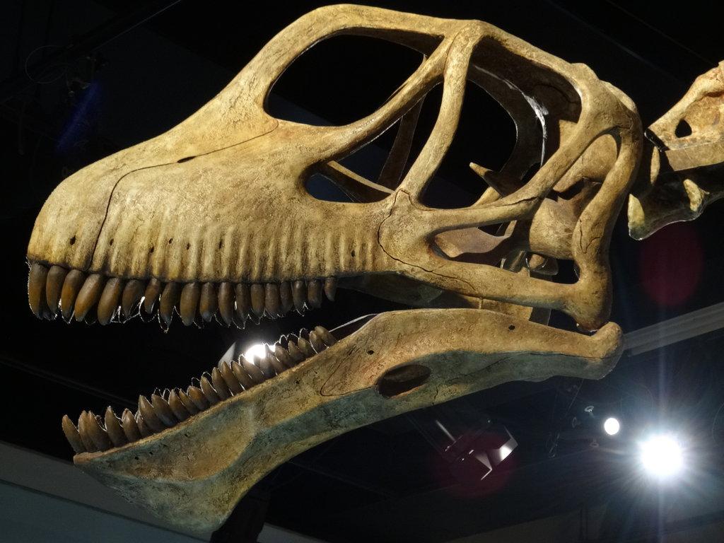 腕龙梁龙马门溪龙等长脖子长尾巴的恐龙外形区别到底明显在哪里呢