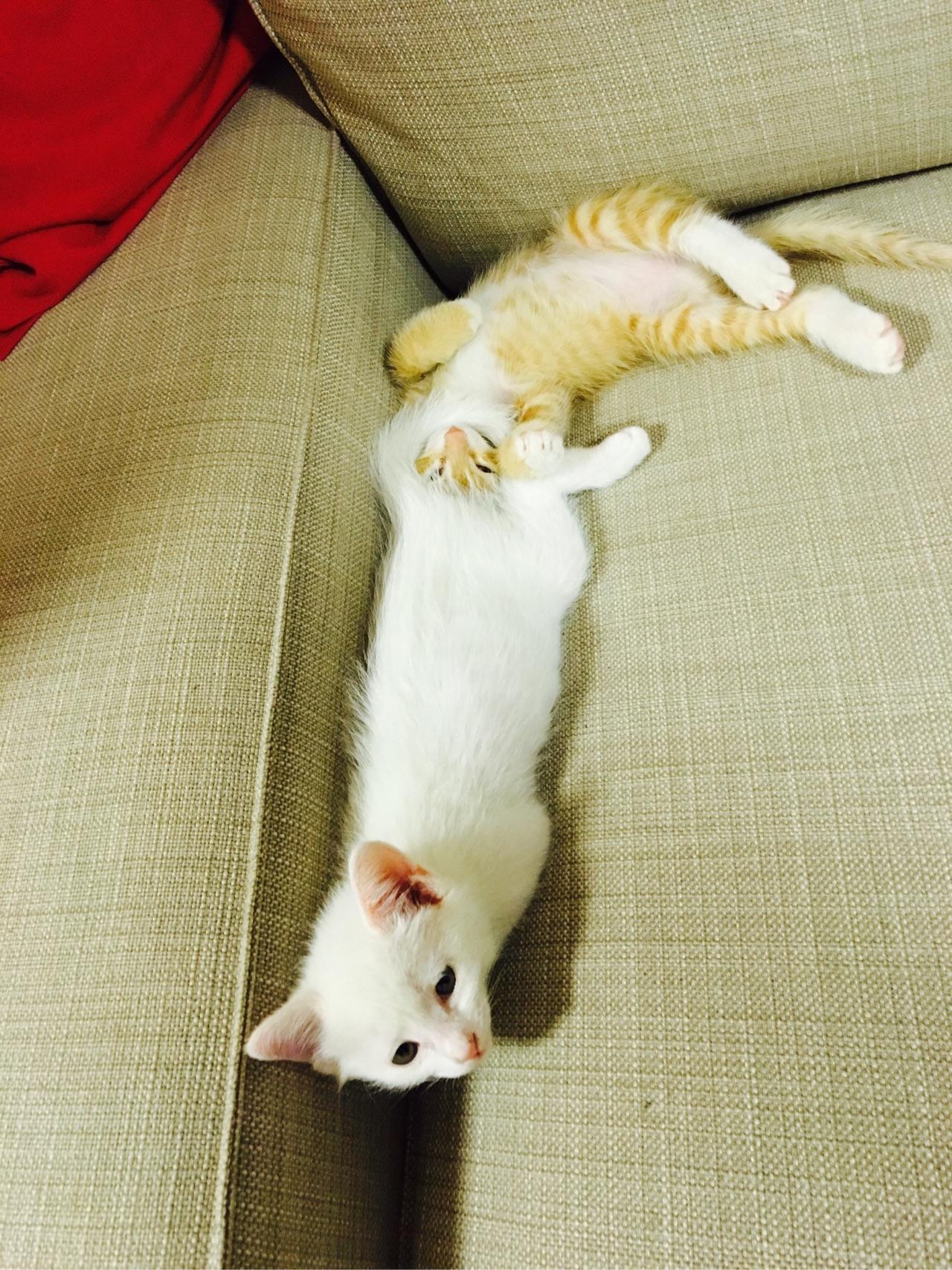 有哪些性价比很高的猫玩具? - Bestimmung 的