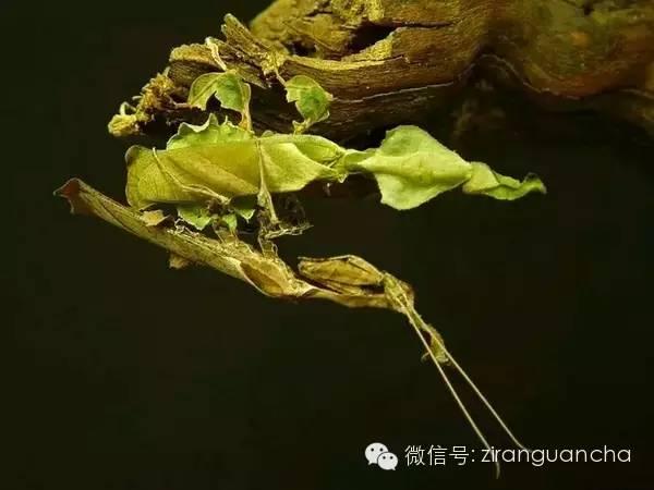 转载10种螳螂伪装高手尤其第5种吓着我了
