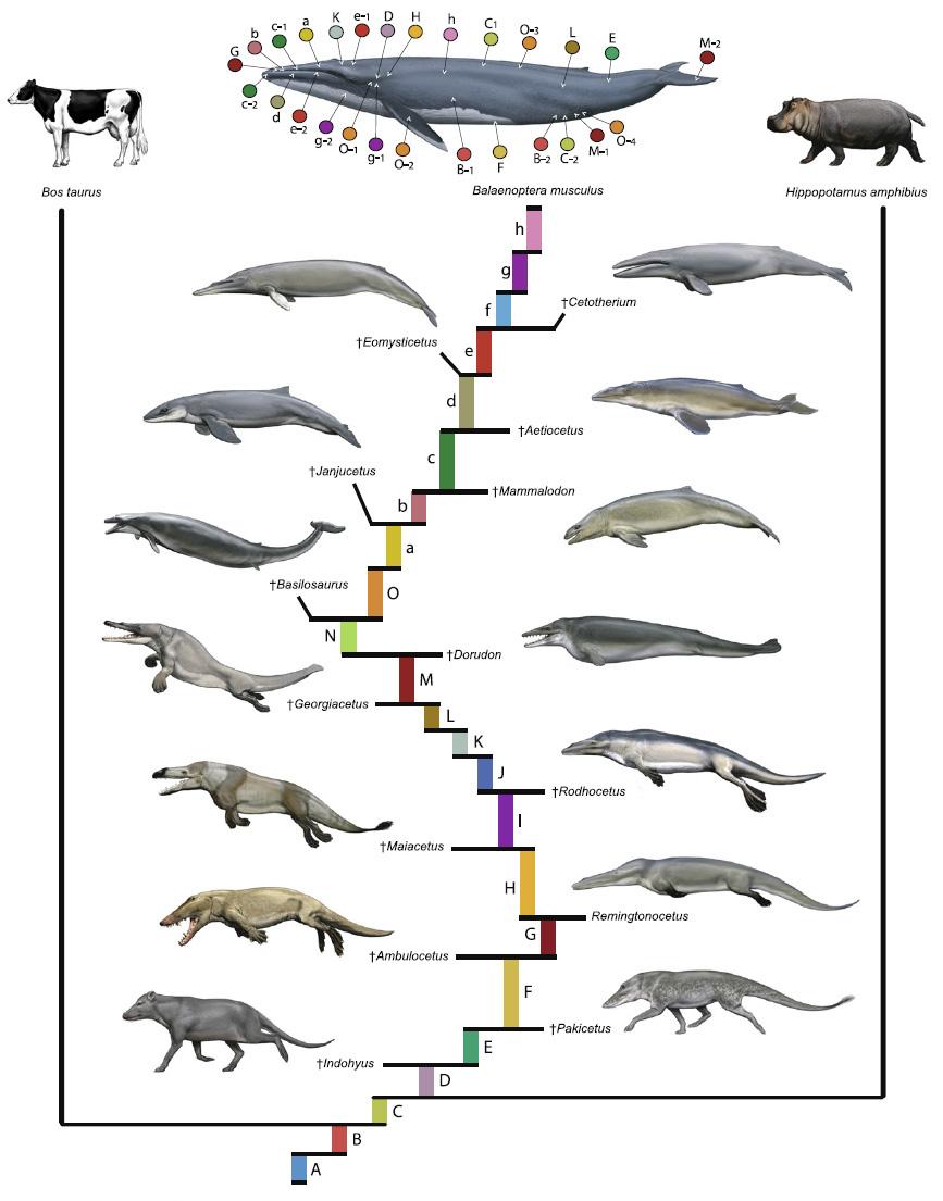鲸鱼的尾鳍是由尾巴还是后肢进化而来的? - 知乎