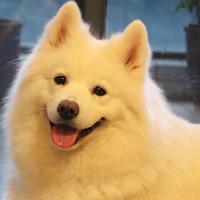 Zhihu profile picture for @vowel