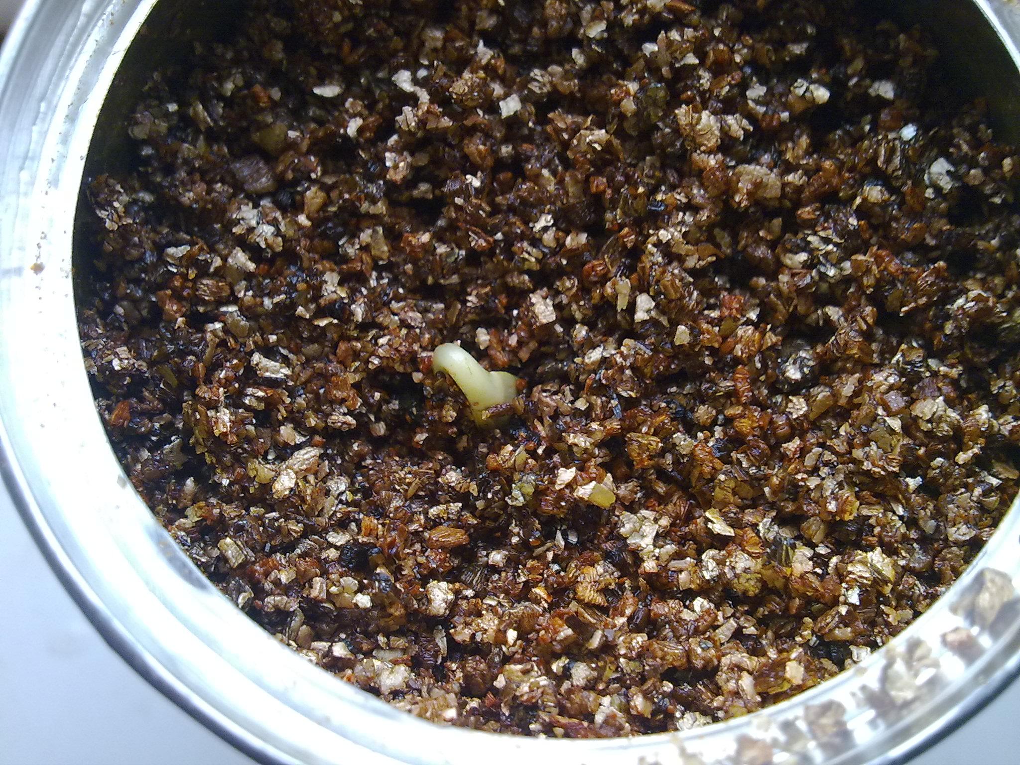 植物种子怎么培养 e8d38c6b833497176c612e6912bf9e69_r.jpg