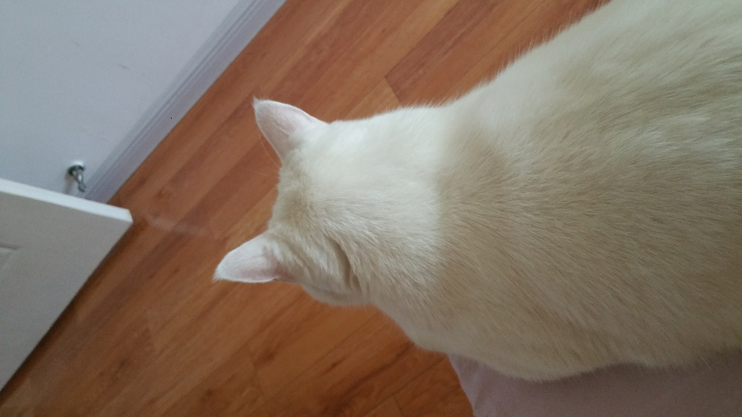 猫挨打后会记住么? - 戴琪的回答 - 知乎