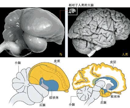 所有有大脑的动物的脑子都长这样吗?
