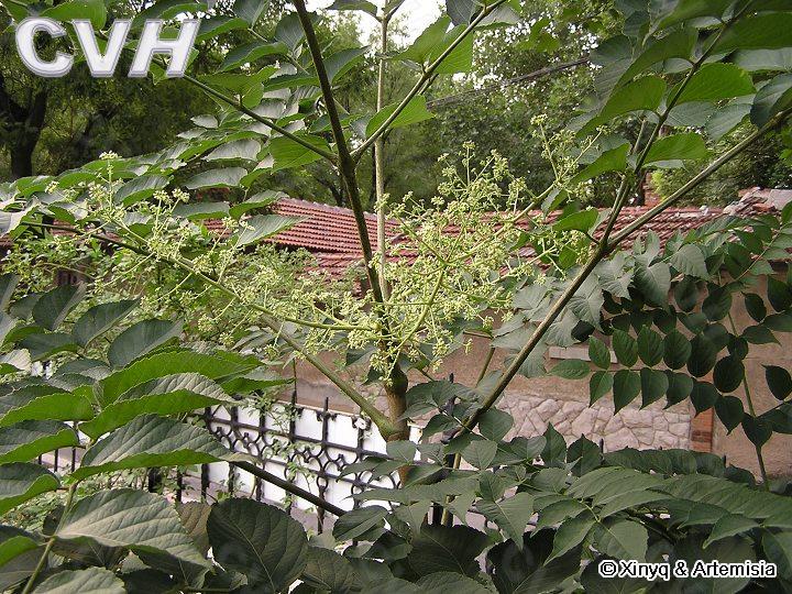 刺老包和刺嫩芽是一种东西吗刺老包的培育技术是怎样的