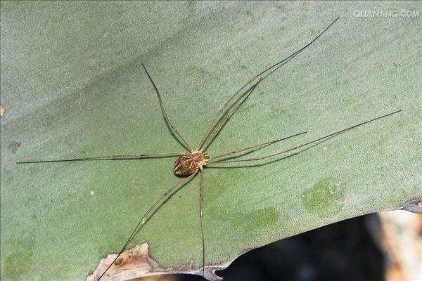 有哪些生物外形相似但实际上分别属于不同门或不同界生物