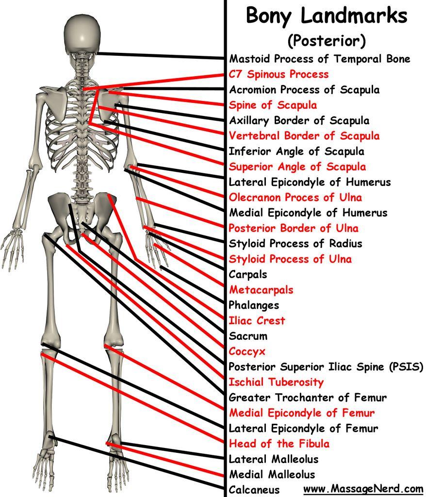 列出在活体体表可以摸出来的骨性标志? - 知乎