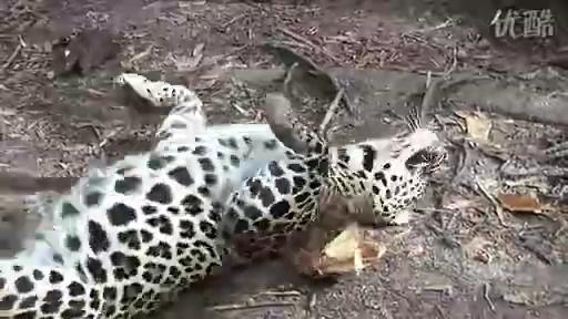 猫薄荷:如何用植物单挑八达岭老虎?