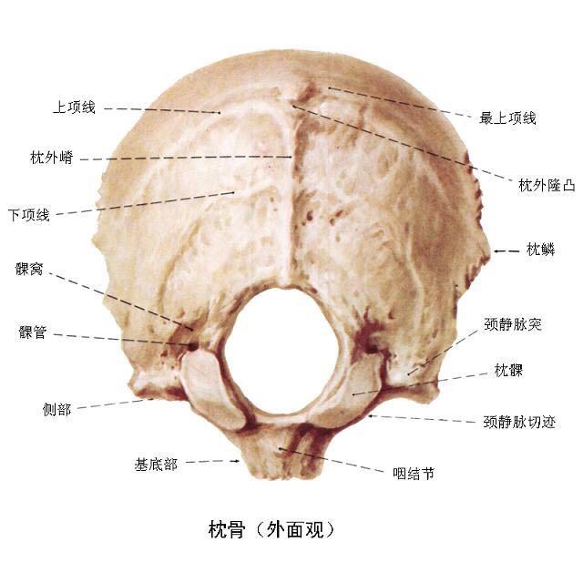 后脑勺骨骼图片