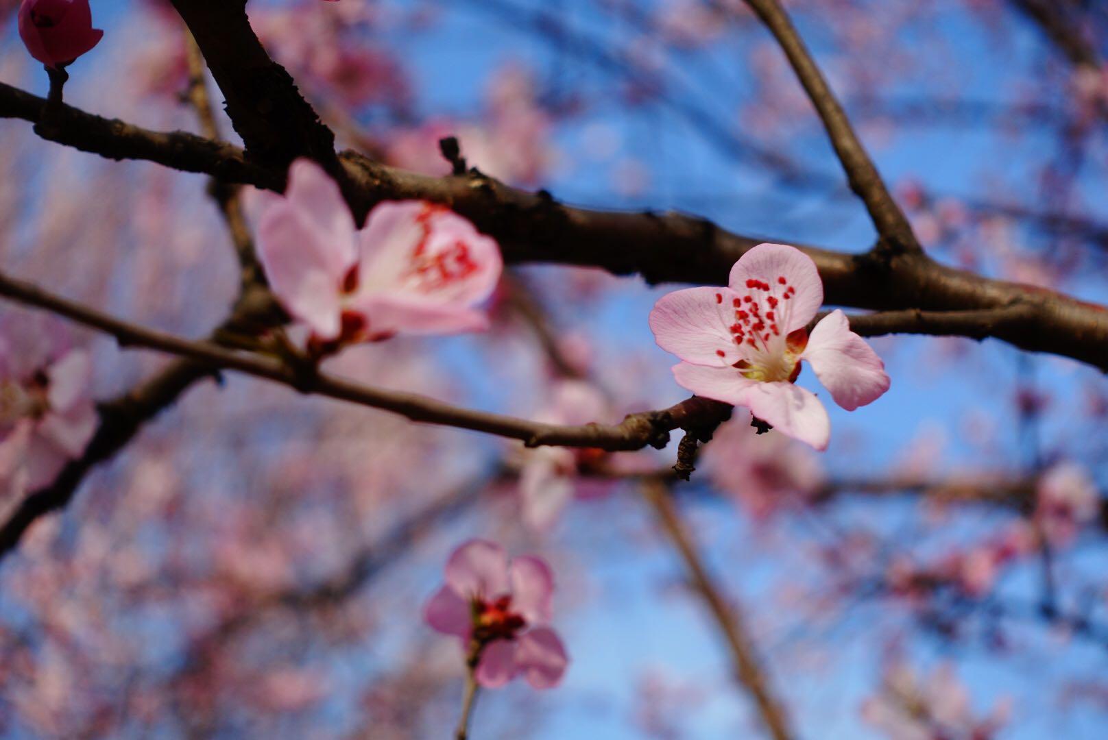 黑卡相机与微单相机的优缺点? - 巫山云的回答