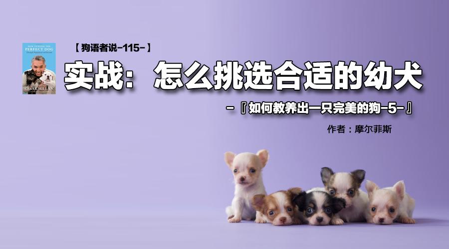 怎样挑选小狗的性格 ed5031b5540d949c5c7b2d4848d34376_1440w.jpg?source=172ae18b