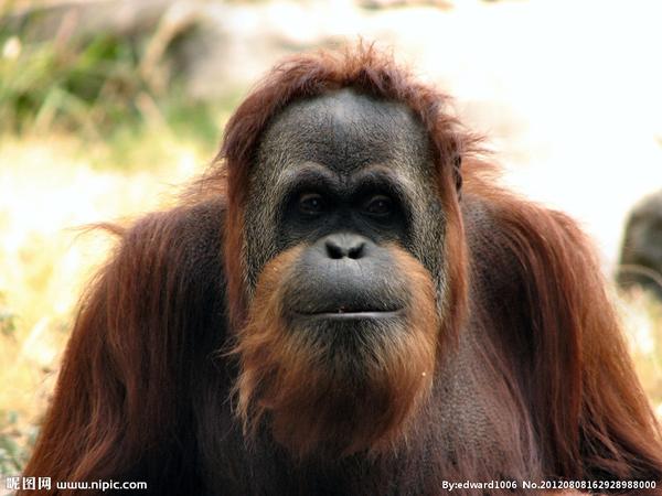 如何区分黑猩猩,大猩猩和猩猩?