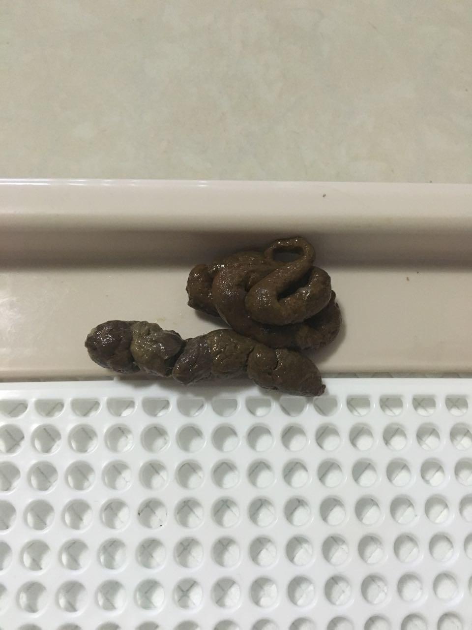 球虫感染引起的肠胃炎症,然后就打针消炎吃药驱虫,可是第三天了,狗狗