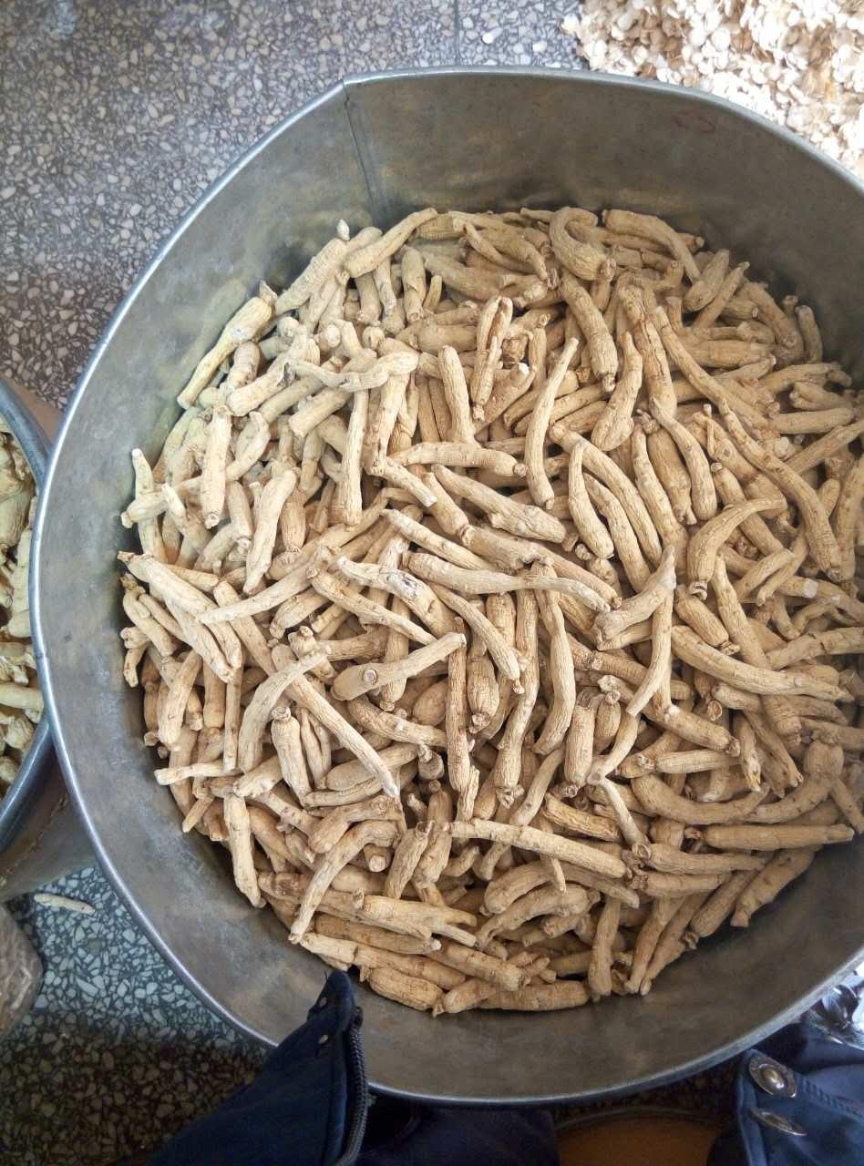 人参真的会跑吗? - 载流子的回答 - 知乎