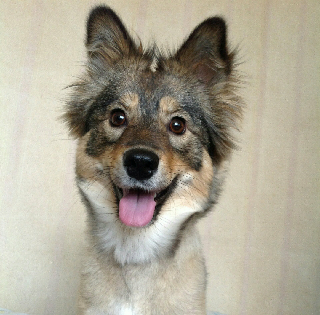 为什么大家不喜欢养土狗,土狗聪明吗? - 古皖冬