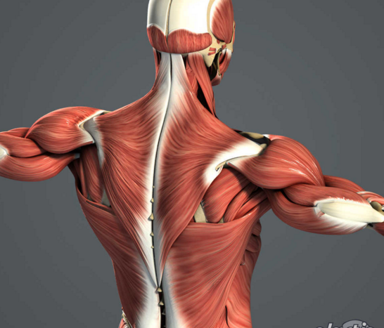 背部肌肉训练时,大重量很容易产生代偿,但小重量进入不了8-12rm的范围