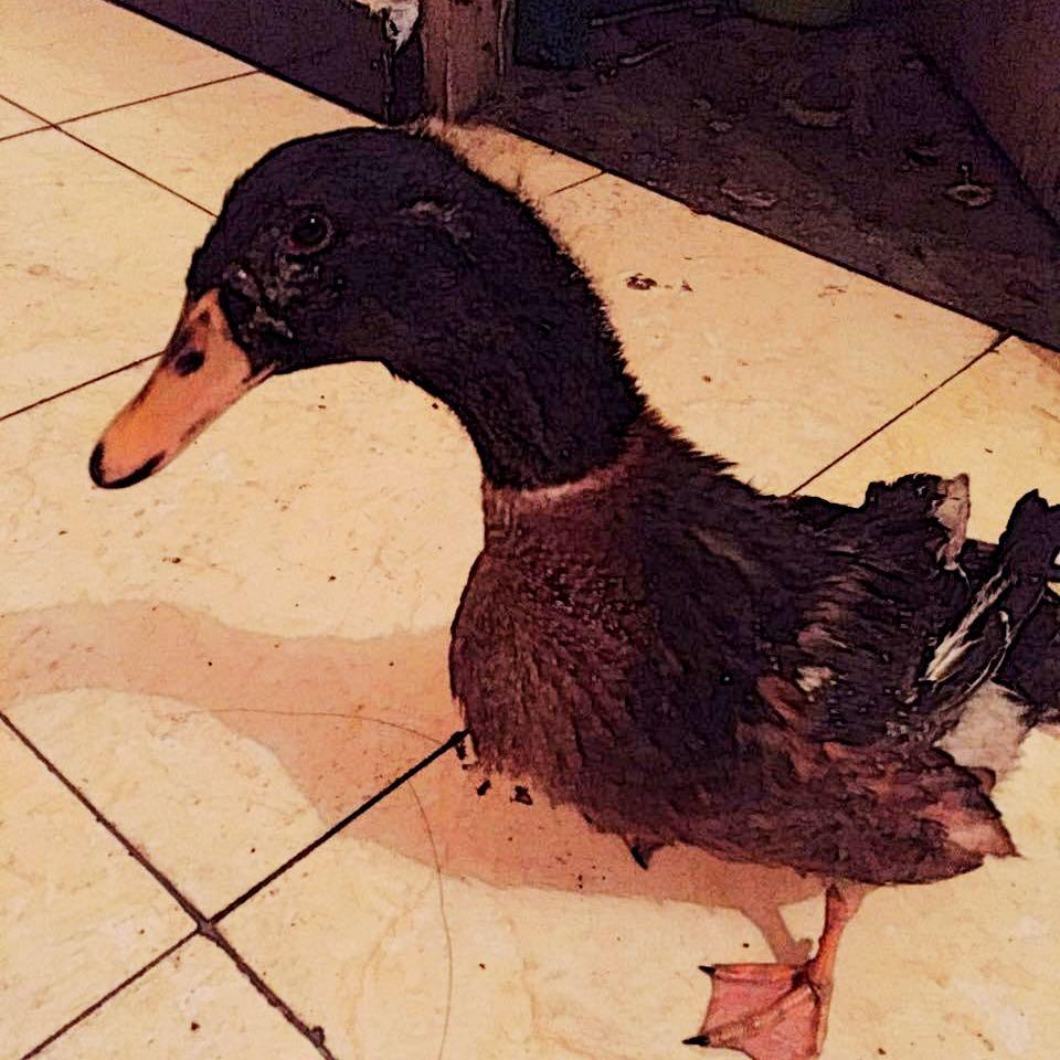 养小鸭子做宠物是什么体验? - X 是种怎样的体