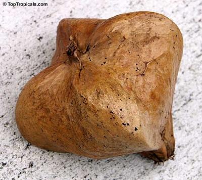 天然水果有没有方形的?如果自然存在的没有,为什么?